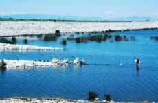 Περίθαλψη τραυματισμένων ειδών ορνιθοπανίδας στην περιοχή ταμιευτήρων πρώην λίμνης Κάρλας
