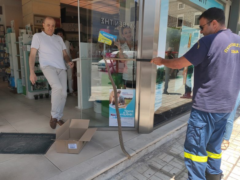 Δεντρογαλιά σουλατσάρισε στη 2ας Νοεμβρίου