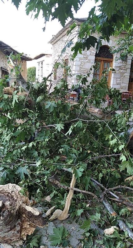 Έσπασε πλάτανος στις  Πινακάτες Πηλίου