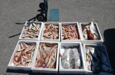 Πρόστιμα σε Σκιάθο και Αλόννησο για αλιεύματα