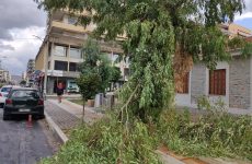 Πτώση δέντρων στο Βόλο λόγω κακοκαιρίας