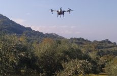 Ψεκασμοί με drones για την καταπολέμηση του δάκου της ελιάς